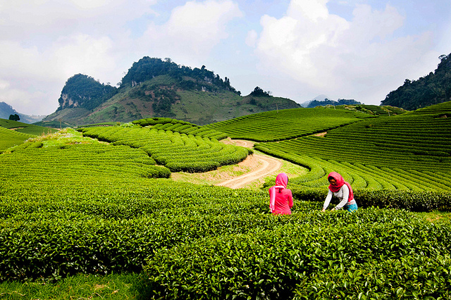 Travelling to the Moc Chau